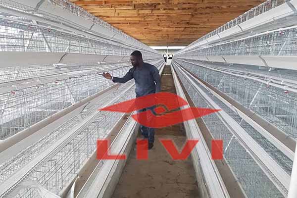 Sistema automatizado de alimentación y recolección de huevos en una granja de gallinas con jaulas A Tipo
