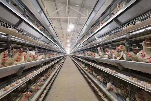 H Type Layer Battery Cage installed in a Zimbabwe poultry farm, showing full automation and large flock capacity