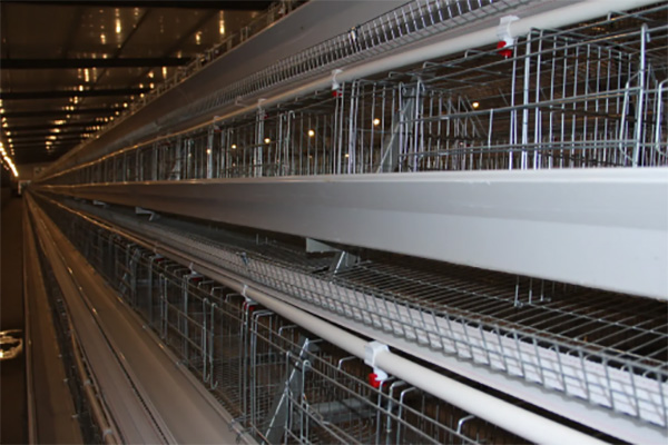 大型蛋鸡场H型层叠式自动化蛋鸡笼系统整体布局示意