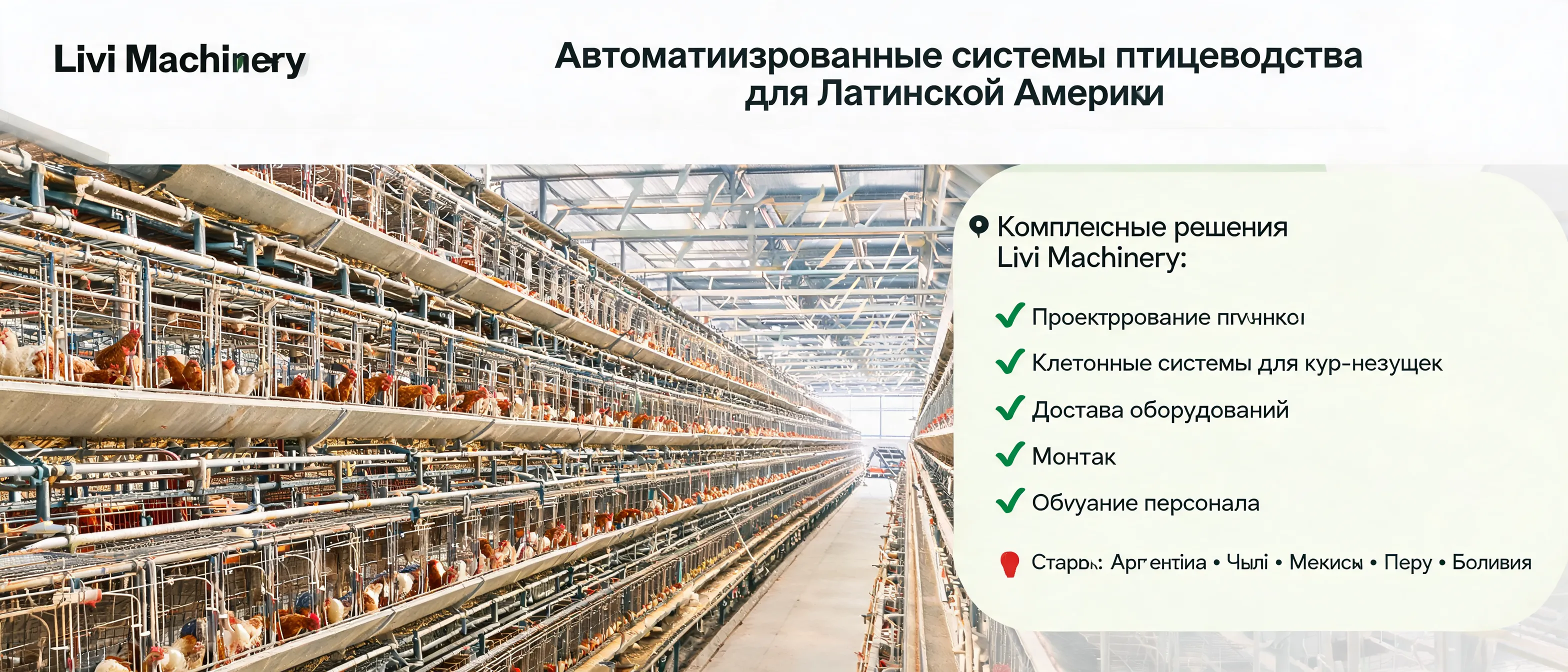 Автоматизированная птицеферма с клеточными системами, кормлением, сбором яиц и вентиляцией для проектов в Латинской Америке