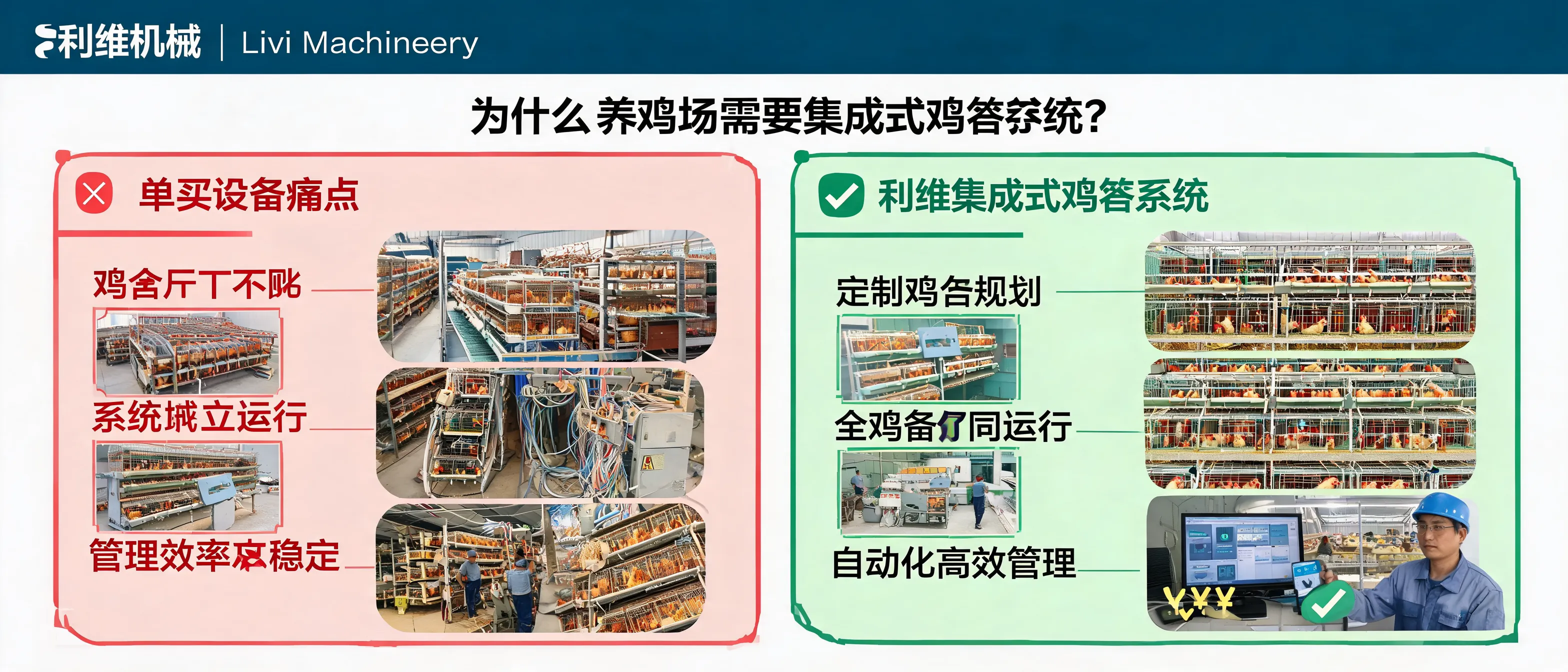集成式鸡笼系统：自动清粪系统示意