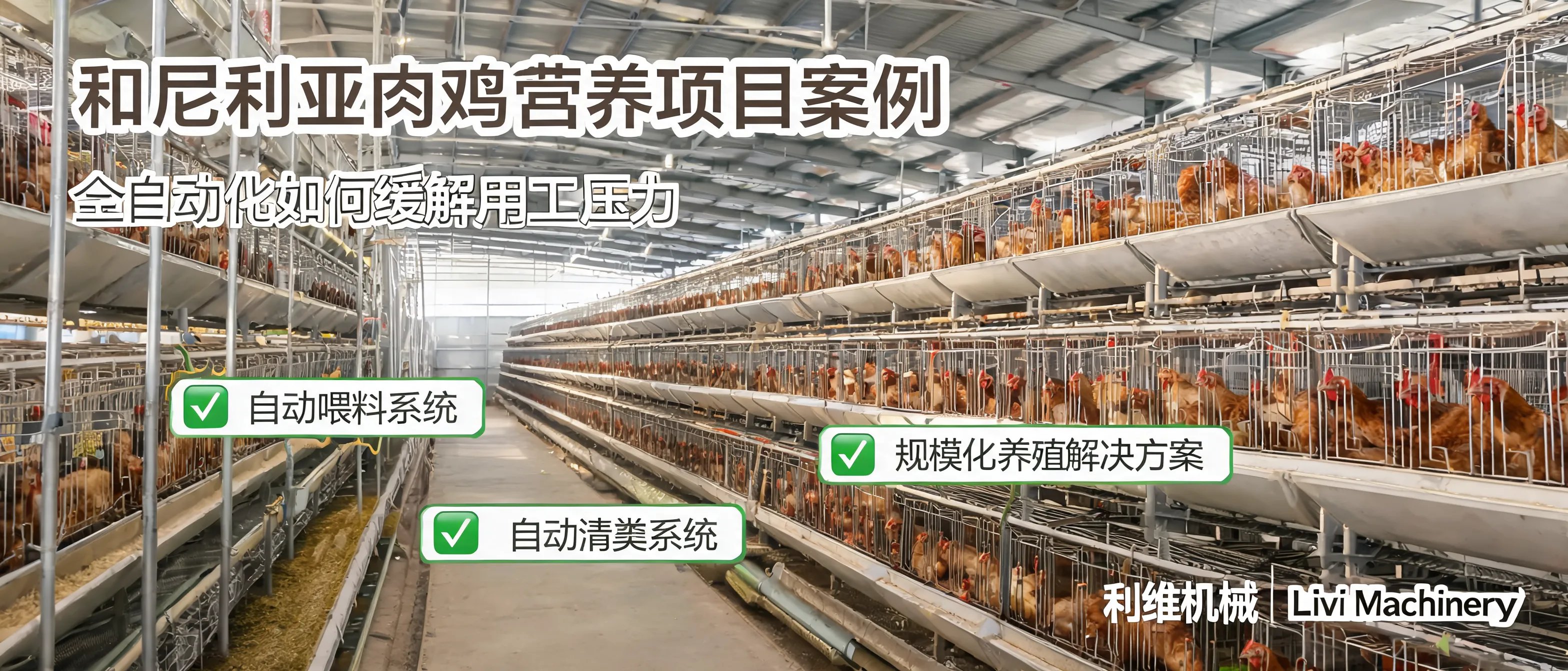 Nigeria broiler cage project showing an automated broiler cage system with an automatic manure removal line inside a poultry house