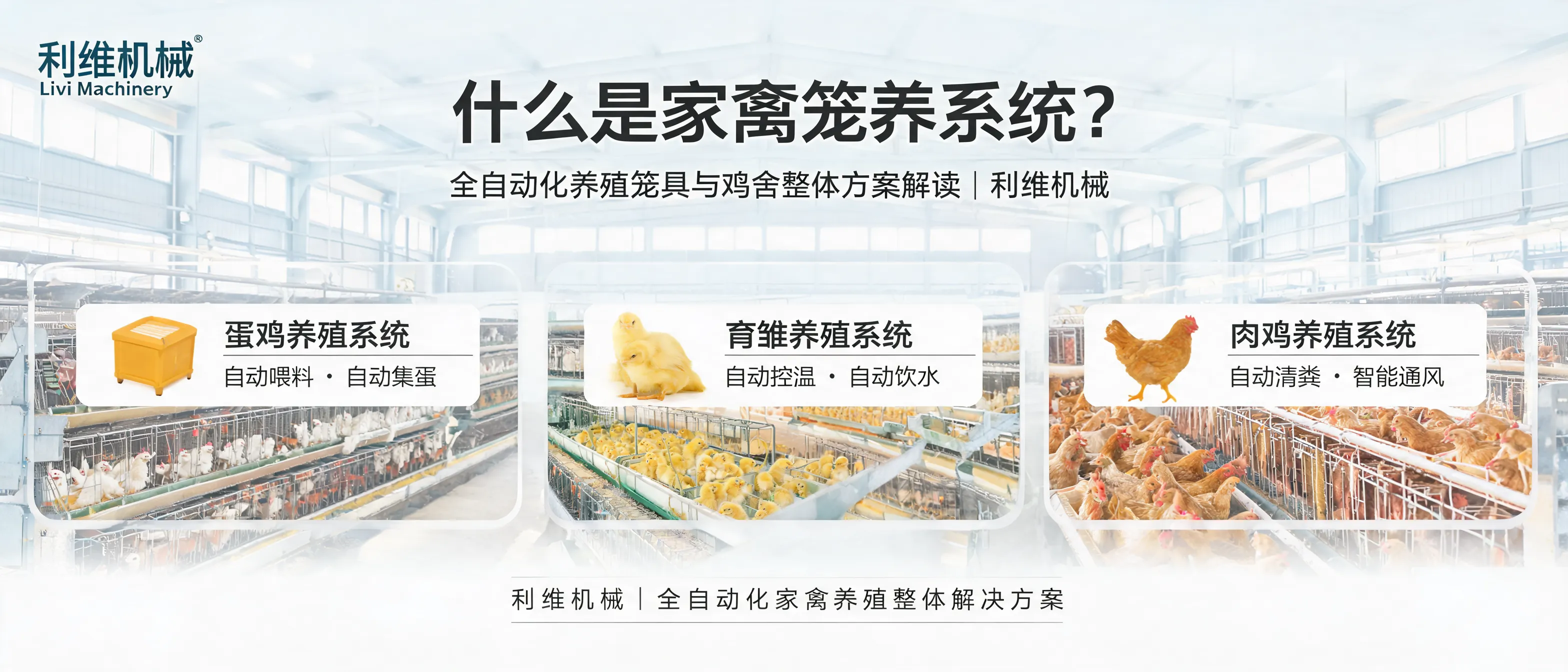 全自动化家禽笼养系统示意：鸡笼与自动喂料、饮水、清粪、集蛋及鸡舍环控组成的整体解决方案（Livi Machinery）