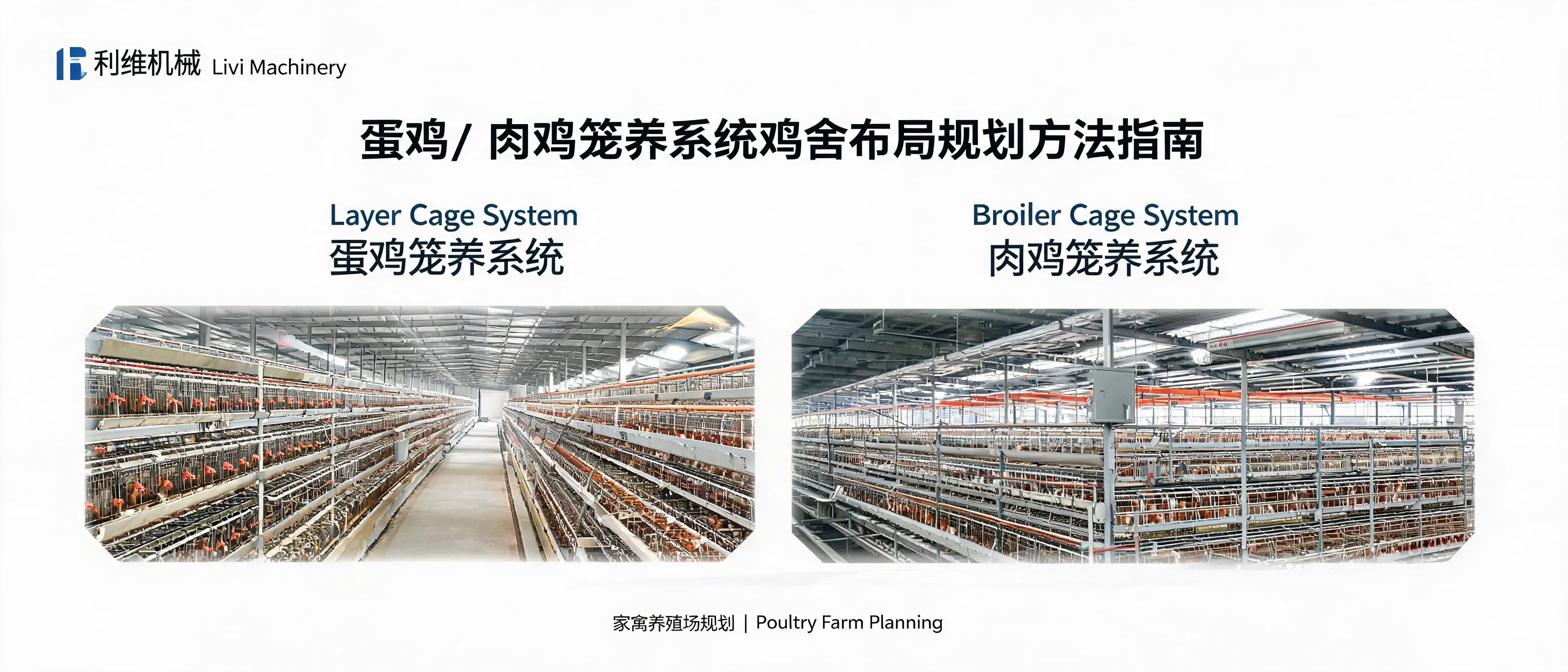 蛋鸡与肉鸡笼养系统鸡舍布局规划示意图，展示通道、笼排与自动喂料、饮水、清粪等系统的配置关系