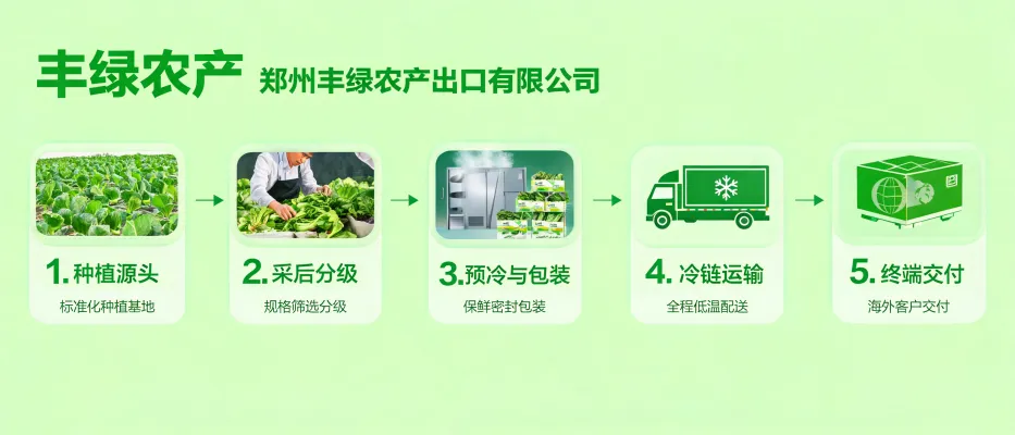 Illustration de la chaîne d'approvisionnement standardisée pour l'exportation de légumes frais : cultures, tri, pré-refroidissement, emballage et transport sous chaîne du froid
