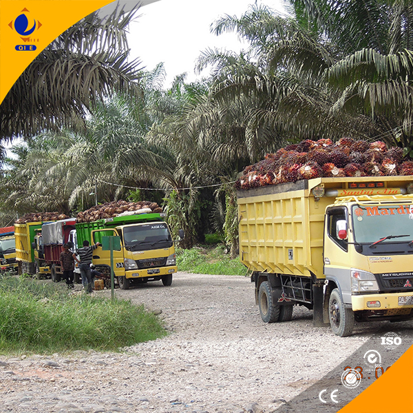 equipos de extracción de aceite de palmiste