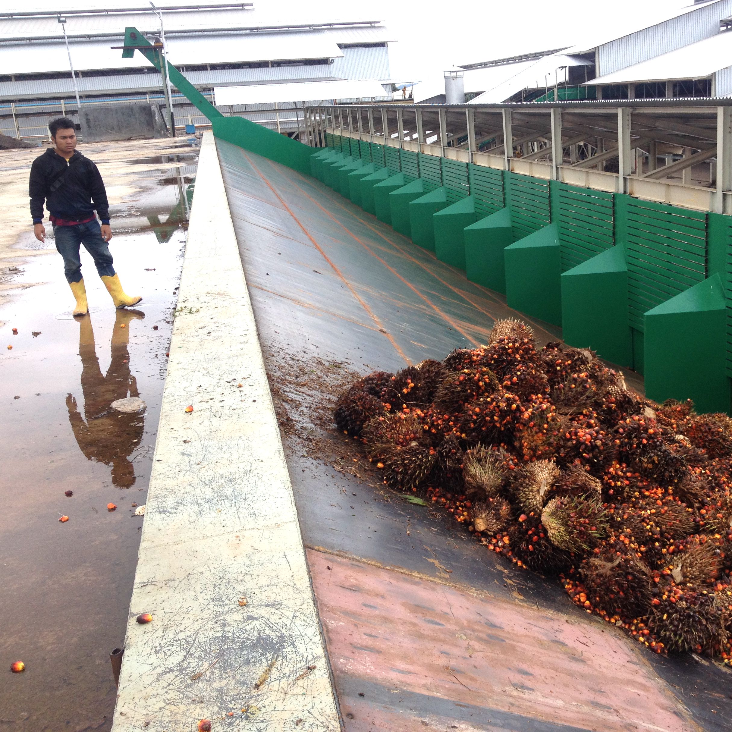 Máquina de Exprimir Aceite de Palma