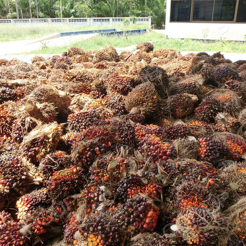 Comparison chart: Traditional open-line vs. closed-system sesame oil processing - hygiene performance metrics