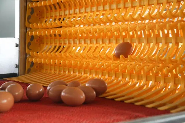 Automatic Egg Collection Equipment-2