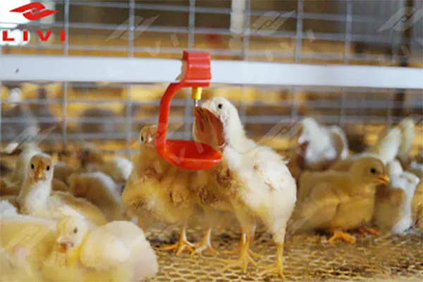 https://shmuker.oss-accelerate.aliyuncs.com/data/oss/common/20250513152703/20250513/d8dff84ccc211497edfbaf9d32b7172b/chicken-drinking.jpg